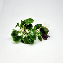 Load image into Gallery viewer, Cardinal Plant (Lobelia Cardinalis)-Aquatic Plants-Glass Grown-Glass Grown Aquatics-Aquarium live fish plants, decor