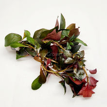 Load image into Gallery viewer, Bunch Ludwigia Repens Dark Red NYE-Aquatic Plants-Glass Grown-Glass Grown Aquatics-Aquarium live fish plants, decor