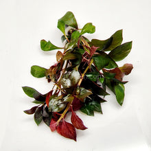 Load image into Gallery viewer, Bunch Ludwigia Repens Dark Red NYE-Aquatic Plants-Glass Grown-Glass Grown Aquatics-Aquarium live fish plants, decor