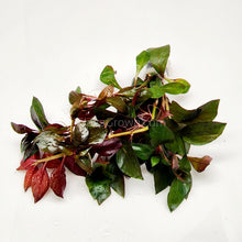 Load image into Gallery viewer, Bunch Ludwigia Repens Dark Red NYE-Aquatic Plants-Glass Grown-Glass Grown Aquatics-Aquarium live fish plants, decor