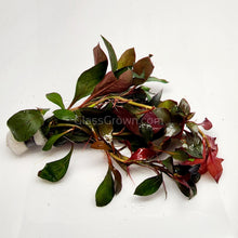Load image into Gallery viewer, Bunch Ludwigia Repens Dark Red NYE-Aquatic Plants-Glass Grown-Glass Grown Aquatics-Aquarium live fish plants, decor