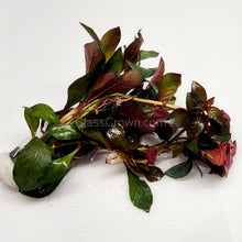 Load image into Gallery viewer, Bunch Ludwigia Repens Dark Red NYE-Aquatic Plants-Glass Grown-Glass Grown Aquatics-Aquarium live fish plants, decor