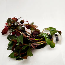 Load image into Gallery viewer, Bunch Ludwigia Repens Dark Red NYE-Aquatic Plants-Glass Grown-Glass Grown Aquatics-Aquarium live fish plants, decor