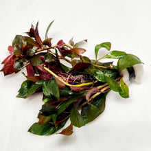 Load image into Gallery viewer, Bunch Ludwigia Repens Dark Red NYE-Aquatic Plants-Glass Grown-Glass Grown Aquatics-Aquarium live fish plants, decor