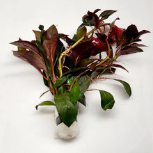 Load image into Gallery viewer, Bunch Ludwigia Repens Dark Red NYE-Aquatic Plants-Glass Grown-Glass Grown Aquatics-Aquarium live fish plants, decor