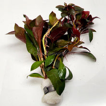 Load image into Gallery viewer, Bunch Ludwigia Repens Dark Red NYE-Aquatic Plants-Glass Grown-Glass Grown Aquatics-Aquarium live fish plants, decor
