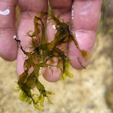 Load image into Gallery viewer, 1 CENT SAMPLE Pelia Moss Sample-Aquatic Plants-Glass Grown-Glass Grown Aquatics-Aquarium live fish plants, decor