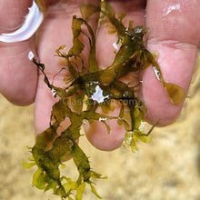 Load image into Gallery viewer, 1 CENT SAMPLE Pelia Moss Sample-Aquatic Plants-Glass Grown-Glass Grown Aquatics-Aquarium live fish plants, decor