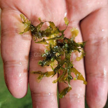 Load image into Gallery viewer, 1 CENT SAMPLE Pelia Moss Sample-Aquatic Plants-Glass Grown-Glass Grown Aquatics-Aquarium live fish plants, decor