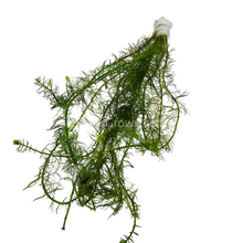 Load image into Gallery viewer, Bunch Green Myrio-Aquatic Plants-Glass Grown-Glass Grown Aquatics-Aquarium live fish plants, decor