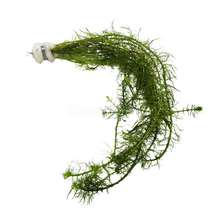 Load image into Gallery viewer, Bunch Green Myrio-Aquatic Plants-Glass Grown-Glass Grown Aquatics-Aquarium live fish plants, decor