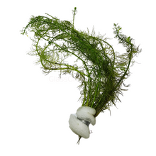 Load image into Gallery viewer, Bunch Green Myrio-Aquatic Plants-Glass Grown-Glass Grown Aquatics-Aquarium live fish plants, decor