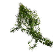 Load image into Gallery viewer, Bunch Green Myrio-Aquatic Plants-Glass Grown-Glass Grown Aquatics-Aquarium live fish plants, decor