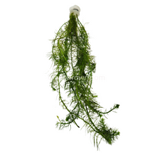 Load image into Gallery viewer, Bunch Green Myrio-Aquatic Plants-Glass Grown-Glass Grown Aquatics-Aquarium live fish plants, decor