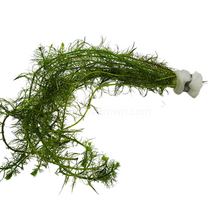 Load image into Gallery viewer, Bunch Green Myrio-Aquatic Plants-Glass Grown-Glass Grown Aquatics-Aquarium live fish plants, decor