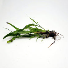 Load image into Gallery viewer, Narrowleaf Java Fern-Aquatic Plants-Glass Grown-Glass Grown Aquatics-Aquarium live fish plants, decor