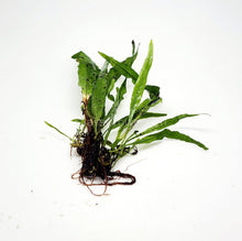 Load image into Gallery viewer, Narrowleaf Java Fern-Aquatic Plants-Glass Grown-Glass Grown Aquatics-Aquarium live fish plants, decor