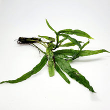 Load image into Gallery viewer, Java Fern Trident-Aquatic Plants-Glass Grown-Glass Grown Aquatics-Aquarium live fish plants, decor