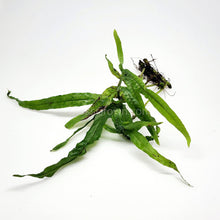 Load image into Gallery viewer, Java Fern Trident-Aquatic Plants-Glass Grown-Glass Grown Aquatics-Aquarium live fish plants, decor