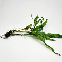 Load image into Gallery viewer, Java Fern Trident-Aquatic Plants-Glass Grown-Glass Grown Aquatics-Aquarium live fish plants, decor
