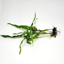 Load image into Gallery viewer, Java Fern Trident-Aquatic Plants-Glass Grown-Glass Grown Aquatics-Aquarium live fish plants, decor