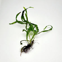 Load image into Gallery viewer, Java Fern Trident-Aquatic Plants-Glass Grown-Glass Grown Aquatics-Aquarium live fish plants, decor
