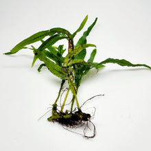 Load image into Gallery viewer, Java Fern Trident-Aquatic Plants-Glass Grown-Glass Grown Aquatics-Aquarium live fish plants, decor