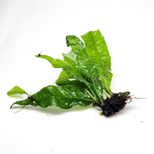 Load image into Gallery viewer, 1 CENT SAMPLE Java Fern Sample-Aquatic Plants-Glass Grown-Glass Grown Aquatics-Aquarium live fish plants, decor