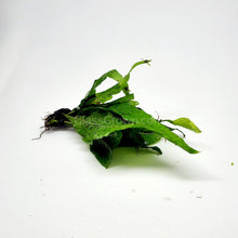 Load image into Gallery viewer, 1 CENT SAMPLE Java Fern Sample-Aquatic Plants-Glass Grown-Glass Grown Aquatics-Aquarium live fish plants, decor