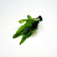 Load image into Gallery viewer, 1 CENT SAMPLE Java Fern Sample-Aquatic Plants-Glass Grown-Glass Grown Aquatics-Aquarium live fish plants, decor