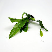 Load image into Gallery viewer, 1 CENT SAMPLE Java Fern Sample-Aquatic Plants-Glass Grown-Glass Grown Aquatics-Aquarium live fish plants, decor