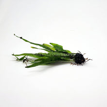 Load image into Gallery viewer, 1 CENT SAMPLE Java Fern Sample-Aquatic Plants-Glass Grown-Glass Grown Aquatics-Aquarium live fish plants, decor