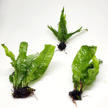 Load image into Gallery viewer, 1 CENT SAMPLE Java Fern Sample-Aquatic Plants-Glass Grown-Glass Grown Aquatics-Aquarium live fish plants, decor