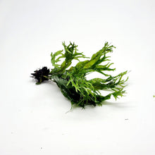 Load image into Gallery viewer, Java Fern Windelov-Aquatic Plants-Glass Grown-Glass Grown Aquatics-Aquarium live fish plants, decor