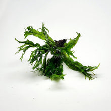 Load image into Gallery viewer, Java Fern Windelov-Aquatic Plants-Glass Grown-Glass Grown Aquatics-Aquarium live fish plants, decor