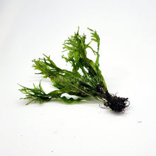 Load image into Gallery viewer, Java Fern Windelov-Aquatic Plants-Glass Grown-Glass Grown Aquatics-Aquarium live fish plants, decor