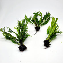 Load image into Gallery viewer, Java Fern Windelov-Aquatic Plants-Glass Grown-Glass Grown Aquatics-Aquarium live fish plants, decor