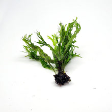 Load image into Gallery viewer, Java Fern Windelov-Aquatic Plants-Glass Grown-Glass Grown Aquatics-Aquarium live fish plants, decor