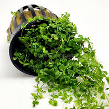 Load image into Gallery viewer, Monte Carlo 3-10 Pots-Aquatic Plants-Glass Grown-3x Pots-Glass Grown Aquatics-Aquarium live fish plants, decor