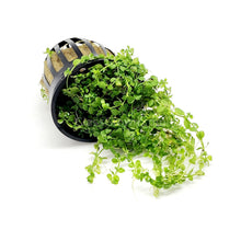 Load image into Gallery viewer, Monte Carlo 3-10 Pots-Aquatic Plants-Glass Grown-3x Pots-Glass Grown Aquatics-Aquarium live fish plants, decor