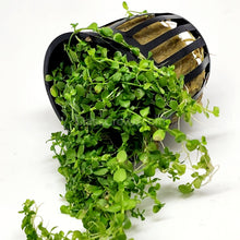 Load image into Gallery viewer, Monte Carlo 3-10 Pots-Aquatic Plants-Glass Grown-3x Pots-Glass Grown Aquatics-Aquarium live fish plants, decor