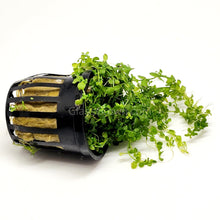 Load image into Gallery viewer, Monte Carlo 3-10 Pots-Aquatic Plants-Glass Grown-3x Pots-Glass Grown Aquatics-Aquarium live fish plants, decor