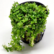 Load image into Gallery viewer, Monte Carlo 3-10 Pots-Aquatic Plants-Glass Grown-3x Pots-Glass Grown Aquatics-Aquarium live fish plants, decor