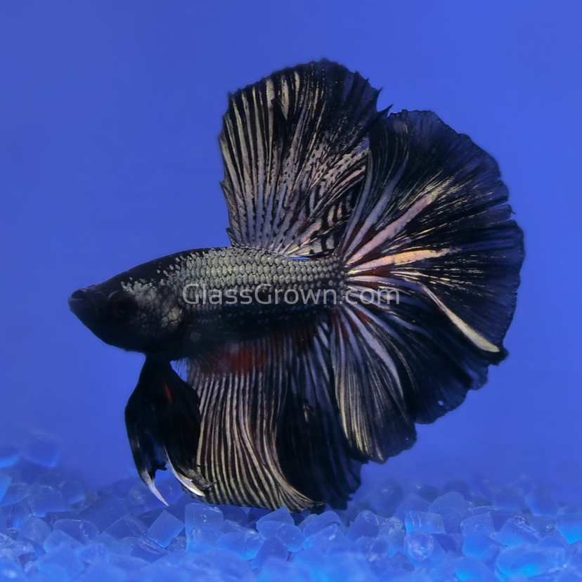 Male Black Orchid Halfmoon Betta Glass Grown Aquatics