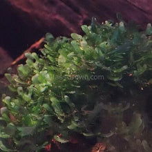 Load image into Gallery viewer, 1 CENT SAMPLE Pelia Moss Sample-Aquatic Plants-Glass Grown-Glass Grown Aquatics-Aquarium live fish plants, decor