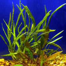 Load image into Gallery viewer, 1 CENT SAMPLE Potted Mystery Cryptocoryne-Aquatic Plants-Glass Grown-Glass Grown Aquatics-Aquarium live fish plants, decor