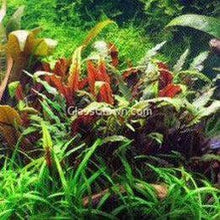Load image into Gallery viewer, 1 CENT SAMPLE Potted Mystery Cryptocoryne-Aquatic Plants-Glass Grown-Glass Grown Aquatics-Aquarium live fish plants, decor