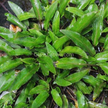 Load image into Gallery viewer, 1 CENT SAMPLE Potted Mystery Cryptocoryne-Aquatic Plants-Glass Grown-Glass Grown Aquatics-Aquarium live fish plants, decor