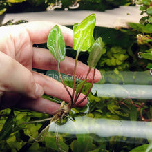 Load image into Gallery viewer, 1 CENT SAMPLE Potted Mystery Cryptocoryne-Aquatic Plants-Glass Grown-Glass Grown Aquatics-Aquarium live fish plants, decor