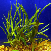 Load image into Gallery viewer, 1 CENT SAMPLE Potted Mystery Cryptocoryne-Aquatic Plants-Glass Grown-Glass Grown Aquatics-Aquarium live fish plants, decor